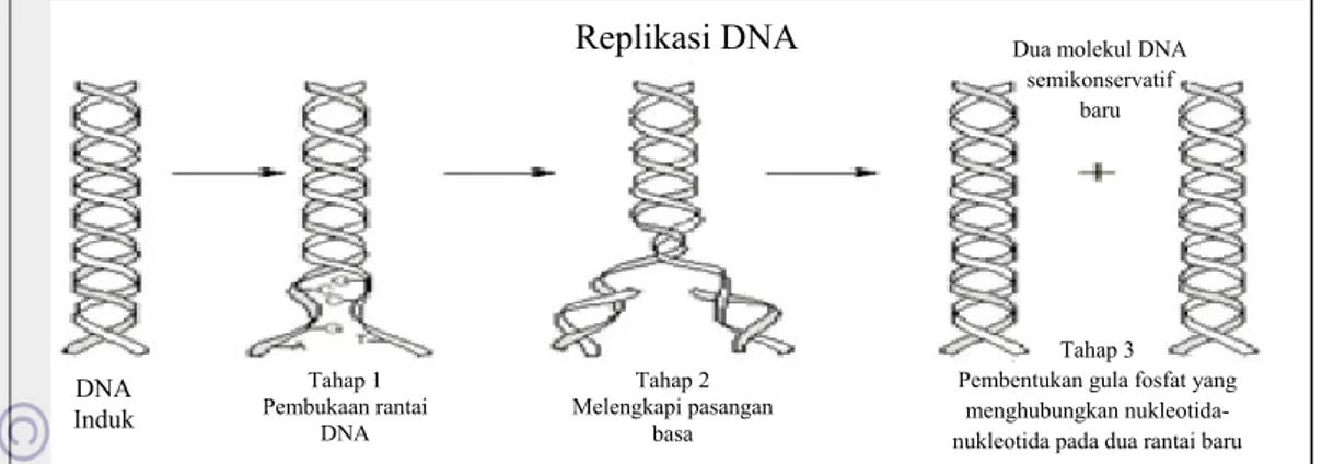 Gambar 2. Proses Replikasi DNA. 16