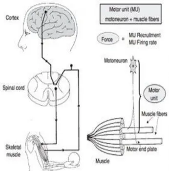Gambar 2.2. Mekanisme pembangkitan gerakan otot  (Moritani, et al, 2005). 