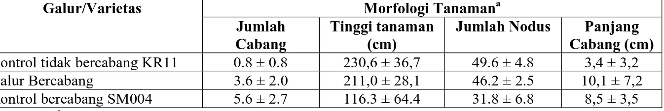 Tabel 1. Perbedaan morfologi tanaman kenaf umur 3 bulan pada kontrol tidak bercabang KR11, galur  bercabang dan kontrol bercabang SM004  
