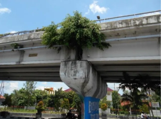 Gambar 4. Beringin Tumbuh di Media Beton di Jembatan Lempuyangan Kota  Yogyakarta (Sumber: Dokumentasi Pribadi) 