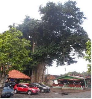 Gambar 1. Pohon Beringin Ditanam Sejak  Zaman Kerajaan Mataram di Halaman  Masjid Besar Kota Gede (Sumber: Dokumentasi Pribadi)