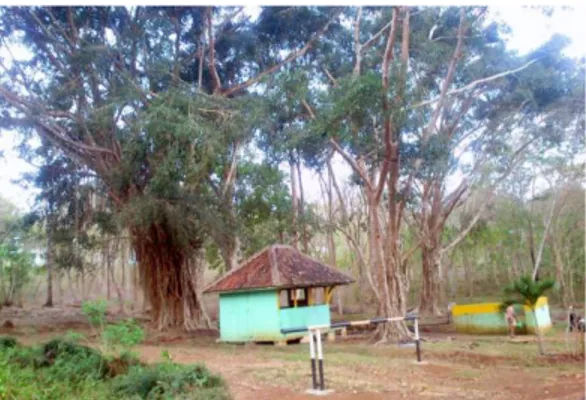 Gambar  2.  Pohon  Ficus  di  Sumber  Air  di  Desa  Sumber Bening, Kabupaten Malang 