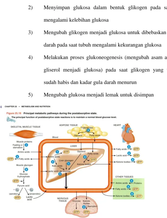 Gambar 1. Metabolisme Glukosa 