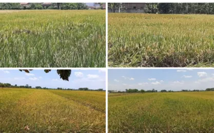Gambar 5. Monitoring tanaman padi yang sudah disemprot pupuk organik dengan menggunakan  pesawat tanpa awak 