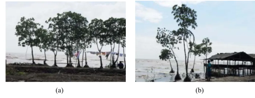 Gambar 21. Sisa Hutan Mangrove di Pantai Tanjung Baru 