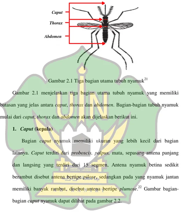 Gambar  2.1  menjelaskan  tiga  bagian  utama  tubuh  nyamuk  yang  memiliki  batasan yang jelas antara caput, thorax dan abdomen