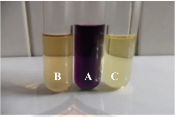 Gambar 5. Hasil uji pendahuluan aktivitas antioksidan (A = kontrol negatif  [blanko],B = larutan uji [fraksi etil asetat ekstrak etanol daun benalu]+DPPH, C 