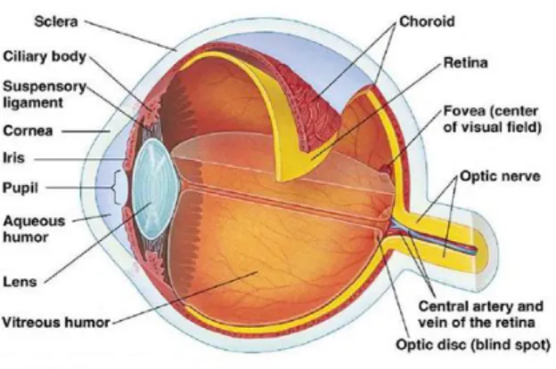 Gambar 2. Anatomi Retina 