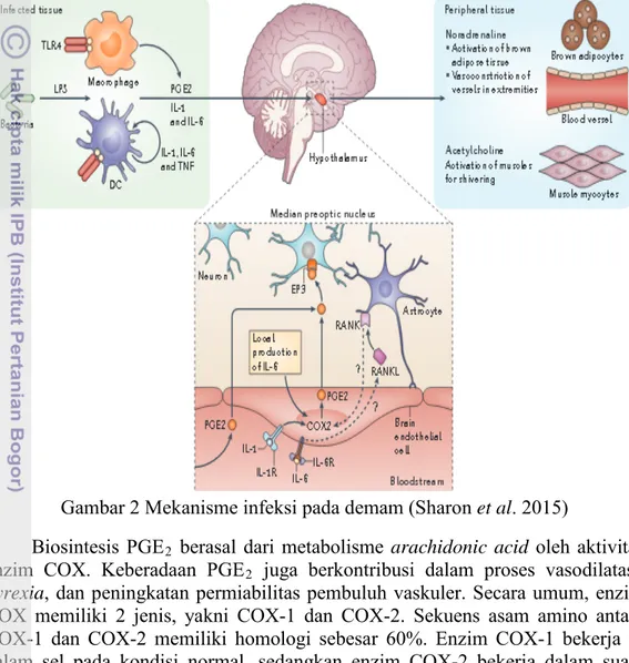 Gambar 2 Mekanisme infeksi pada demam (Sharon et al. 2015) 