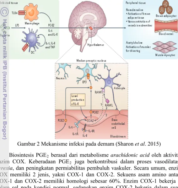 Gambar 2 Mekanisme infeksi pada demam (Sharon et al. 2015) 