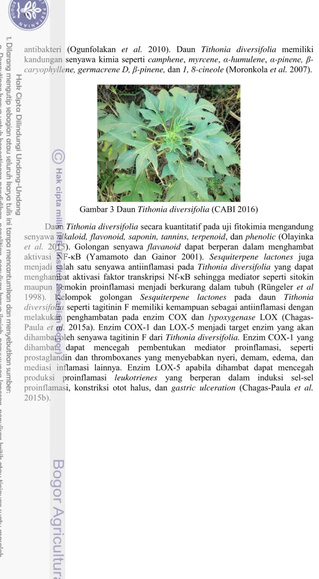Gambar 3 Daun Tithonia diversifolia (CABI 2016) 