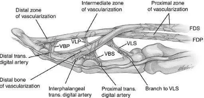 Gambar 2.4. Struktur pembuluh darah tendon fleksor pada jari.,VBP, vinculum breve profundus; VLP, vinculum longum profundus; VLS, vinculum longum superficialis; VBS, vinculum breve superficialis