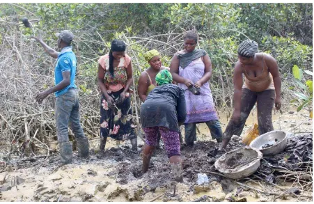 Figure 7: Community folk undertaking mangrove restoration at Ankobra. 