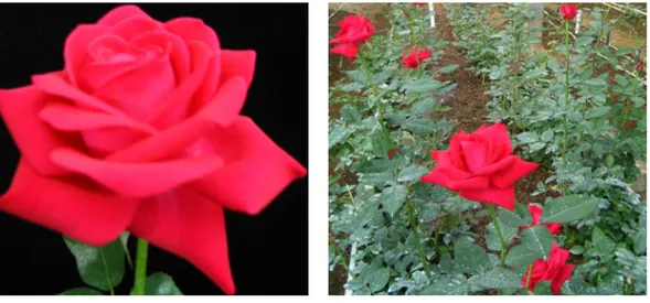 Tabel 5.  Deskripsi bunga mawar potong klon No. 41 (Description of cut rose of clone No