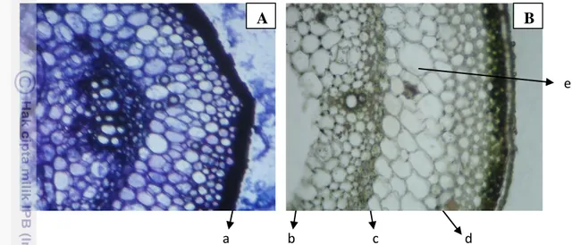 Gambar 8 Irisan melintang batang tanaman kangkung air (A: 10x10 pewarnaan  Toluidin Blue, B: 10x10 irisan preparat segar) [a : epidermis, b: parenkim sentral, 