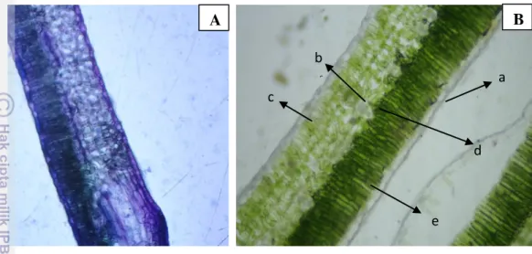 Gambar 9 Anatomi daun kangkung air. (A: 10x10 dengan pewarnaan Toluidin  Blue, B: 10x10 irisan preparat segar) [a: epidermis atas, b: jaringan spons, c: 
