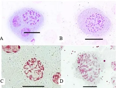 Gambar  2.  Kromosom  Phalaenopsis  amabilis  dan  Phalaenopsis  amboinensis  setelah  perendaman  protokorm  dalam  larutan  kolkisin