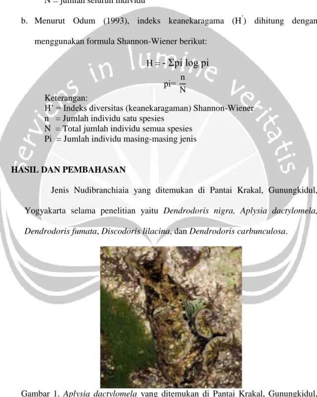 Gambar  1.  Aplysia  dactylomela  yang  ditemukan  di  Pantai  Krakal,  Gunungkidul,  Yogyakarta (Sumber : Dokumentasi pribadi)