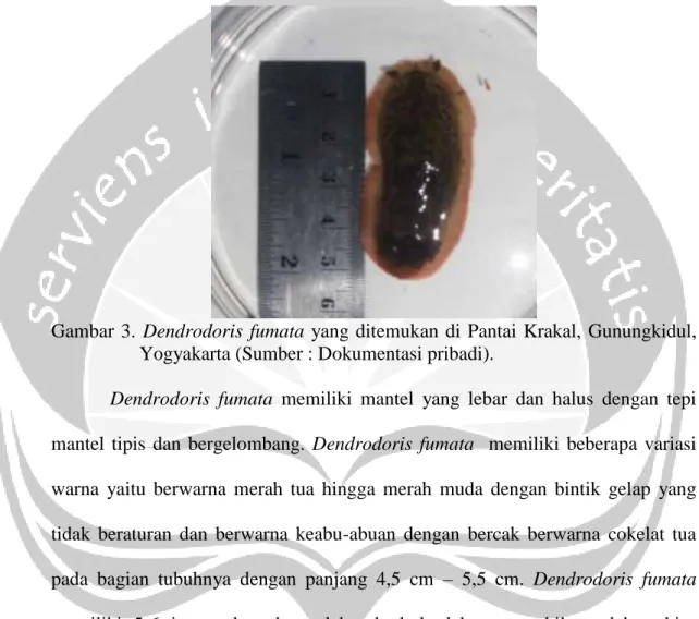 Gambar  3.  Dendrodoris  fumata  yang  ditemukan  di  Pantai  Krakal,  Gunungkidul,  Yogyakarta (Sumber : Dokumentasi pribadi)