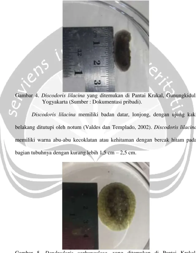 Gambar  4.  Discodoris  lilacina  yang  ditemukan  di  Pantai  Krakal,  Gunungkidul,  Yogyakarta (Sumber : Dokumentasi pribadi)