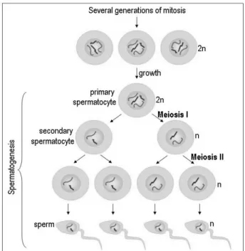 Gambar 2.2 Spermatogenesis Terjadi Di Dalam Testis 