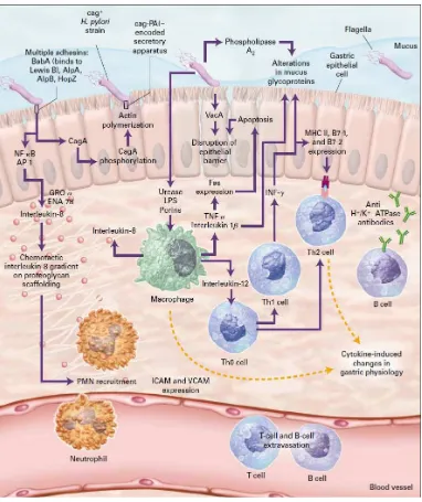 Gambar 1. Patogenesa Helicobacter pylori ( dikutip dari NEJM, 2010 ) 