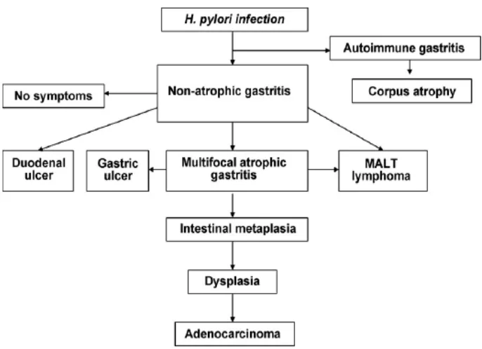 Gambar 2.. Skema representasi hasil akhir klinis setelah infeksi H pylori (Correa P, 2008).