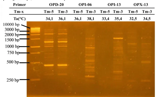 Gambar 2.     Profil pita DNA hasil optimasi suhu annealing empat primer RAPD pada kacang hijau