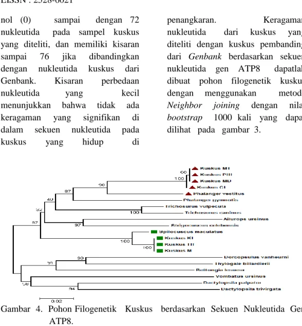 Gambar  4.  Pohon Filogenetik   Kuskus   berdasarkan  Sekuen  Nukleutida  Gen   ATP8. 