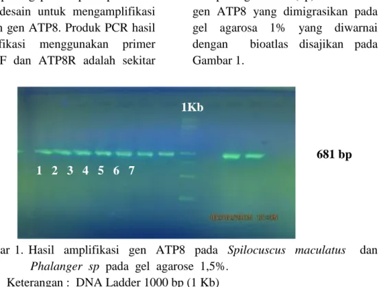 Gambar  1.  Hasil    amplifikasi    gen    ATP8    pada    Spilocuscus    maculatus      dan    Phalanger  sp  pada  gel  agarose  1,5%