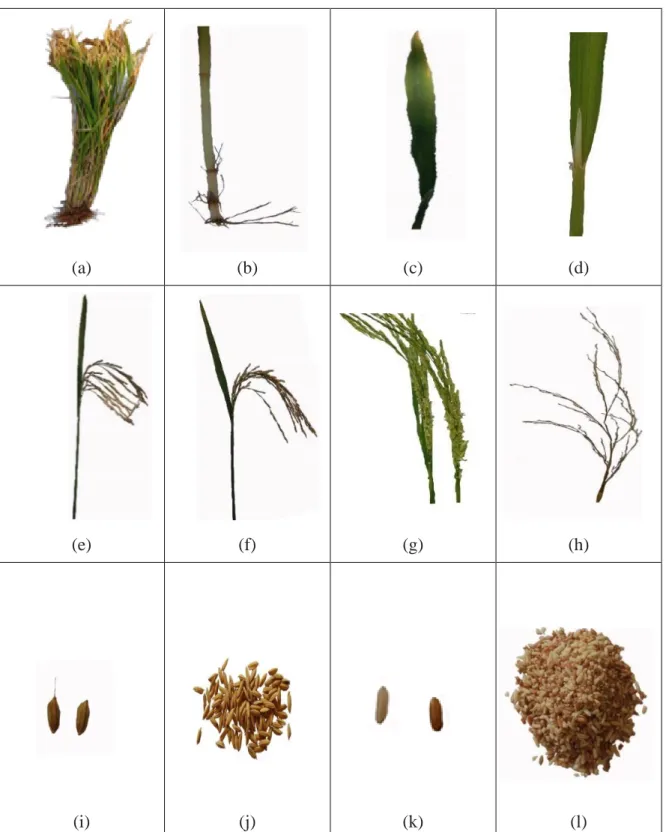 Gambar  2. Karakter morfologi tanaman padi beras merah di Desa Batu karang Kecamatan Payung  Kabupaten  Karo  :  (a)  Tanaman  padi,  (b)  batang,  (c)  daun,  (d)  lidah  daun,  (e)  daun  bendera,  (f)  malai,  (g)  bunga,  (h)  cabang  sekunder  malai, 
