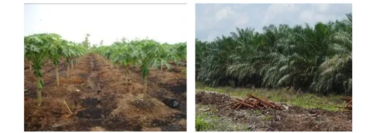 Gambar 1.  Pengembangan tanaman buah dan perkebunan di lahan gambut tebal &lt; 4 meter di  Kalimantan Tengah dan Kalimantan Barat 