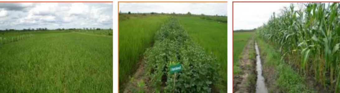 Gambar 8.  Pola tanam padi-padi dan padi-palawija pada lahan gambut tipe luapan B  (Balittra, 2009) 