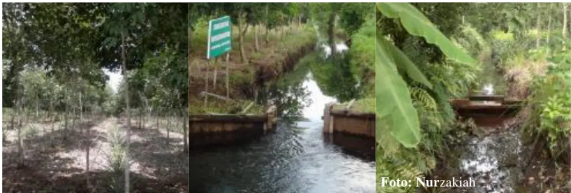Gambar 13.  Pengelolaan air sistem tabat di Desa Jabiren, Kalimantan Tengah Foto: Nurzakiah 