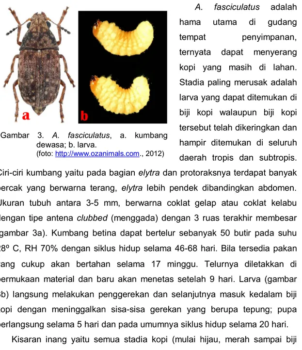 Gambar  3.  A.  fasciculatus,  a.  kumbang  dewasa; b. larva. 
