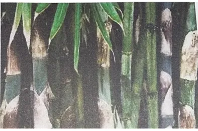 Gambar 2.3 Bambu Tali 
