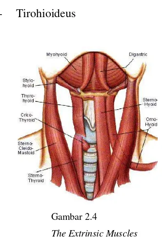 Gambar 2.4 The Extrinsic Muscles  