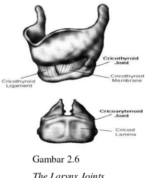 Gambar 2.6 The Larynx Joints  