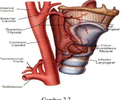 Laryngeal Arterial System Gambar 2.7 Adapted from: Harry M. Tucker, The Larynx, Thieme 1987, 