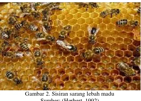Gambar 2. Sisiran sarang lebah madu