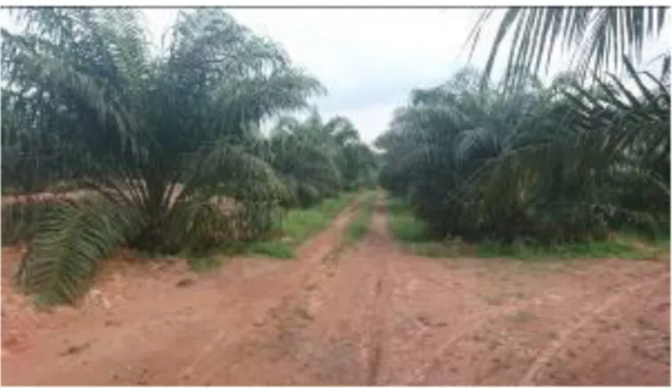 Gambar 1. Jalan utama perkebunan kelapa sawit lokasi penelitian 