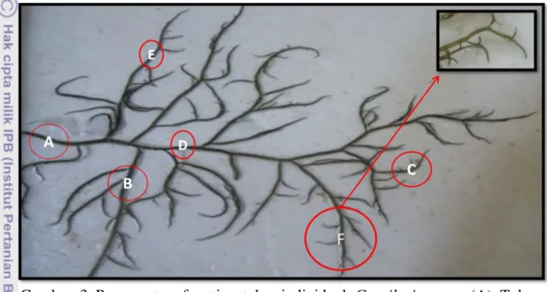 Gambar  3  Pengamatan  fenotipe  talus  individual  Gracilaria  spp.:  (A)  Talus  utama,  (B)  Talus  sekunder,  (C)  Talus  tersier,  (D)  Internode  Talus  Sekunder, (E) Internode Talus Tersier, (F) Blade 