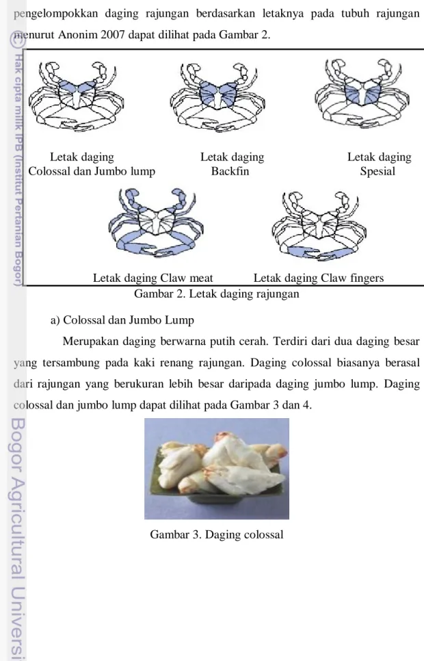 Gambar 2. Letak daging rajungan 