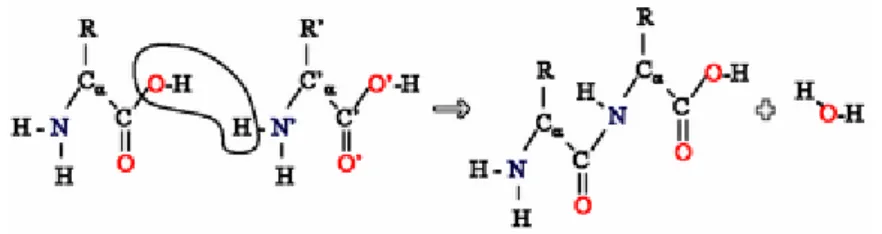 Gambar 2. Reaksi kondensasi dua asam amino membentuk ikatan peptida 