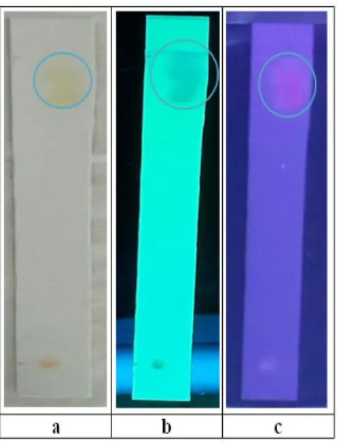 Gambar 1. Hasil KLT ekstrak etil asetat umbi bawang putih dengan fase gerak toluen:etil asetat  (100:30) dan fase diam silika GF 254  pada sinar tampak (a), UV 254  nm (b), dan UV 366  nm (c) 