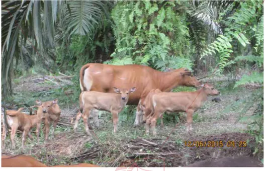Gambar 2. Induk sapi dan anak-anaknya di lahan perkebunan sawit.