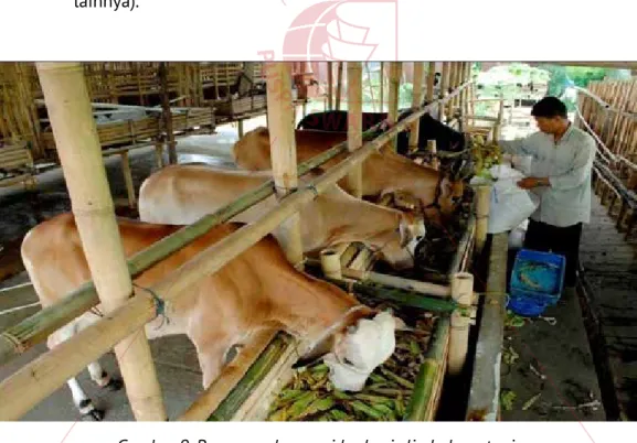 Gambar 9. Penggemukan sapi berbasis limbah pertanian.