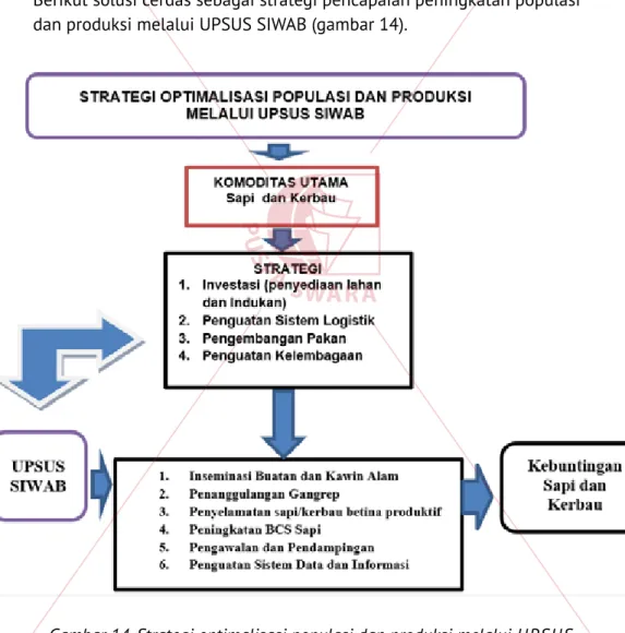 Gambar 14. Strategi optimalisasi populasi dan produksi melalui UPSUS  SIWAB.
