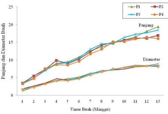 Gambar 6. Pertumbuhan Panjang dan Diameter Buah Pepaya Genotipe IPB–1     dengan Perlakuan Empat Dosis Pupuk Fosfor; P1 = 60 g SP-36/tan, P2  = 120 g SP-36/tan, P3 = 180 g SP-36/tan, P4 = 240 g SP-36/tan 
