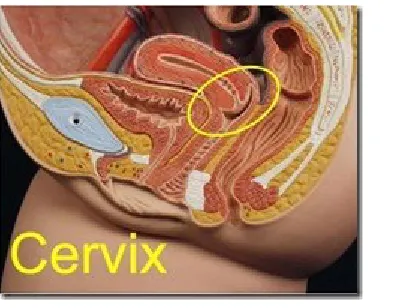 Gambar 14. Servik uteri dan struktur genitalia interna